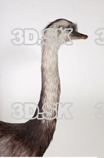 Emus neck photo reference 0051